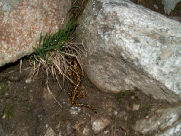Salamandre